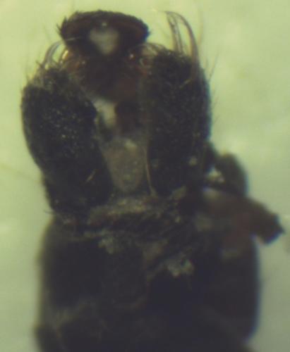 Réf. 182 207 : Ormosia sp.
